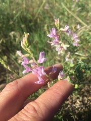 Astragalus flexuosus