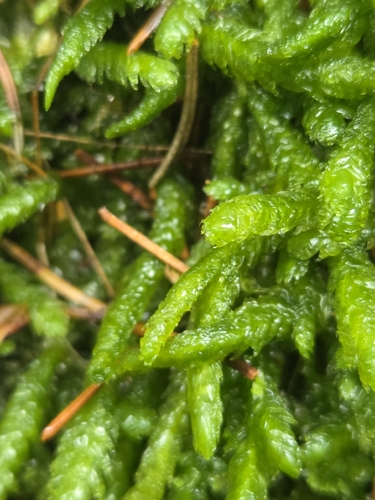 Plagiothecium undulatum observed 2026-10-25