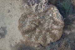 Duncanopsammia peltata