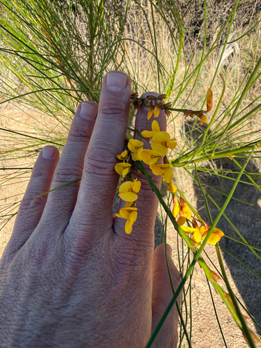 Viminaria juncea, 2026-10-26