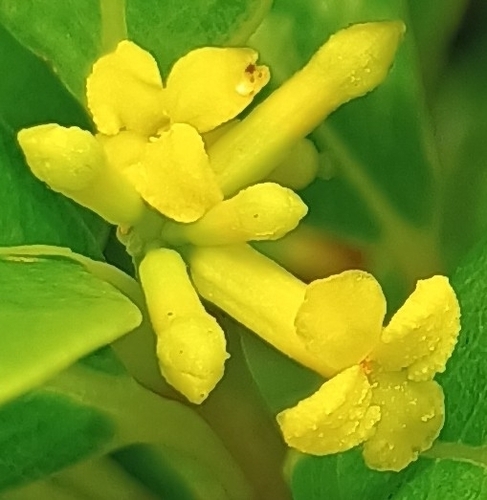 Wikstroemia oahuensis observed 2026-10-25