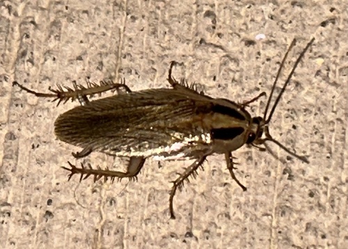 Blattella