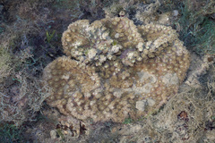 Duncanopsammia peltata