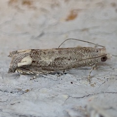Epiblema minutana