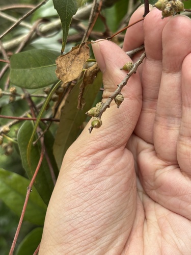 Lithocarpus observed 2026-10-26