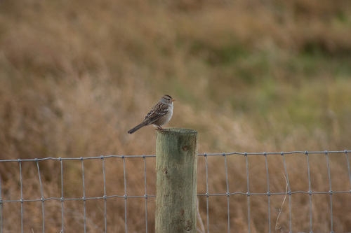 White-crowned Sparrow