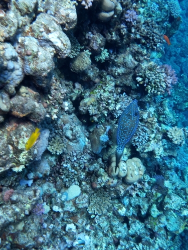 Aluterus scriptus observed 2026-10-23
