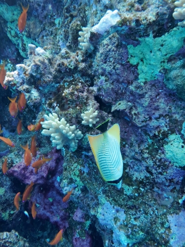 Chaetodon trifascialis observed 2026-10-23