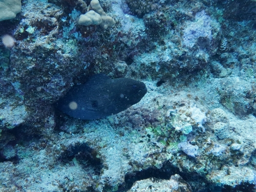Gymnothorax javanicus observed 2026-10-23