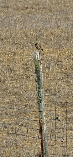 American Kestrel