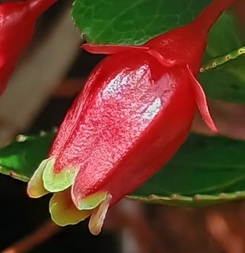 Vaccinium dentatum observed 2026-10-25