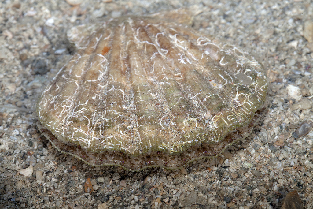 Decatopecten radula
