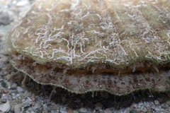 Decatopecten radula