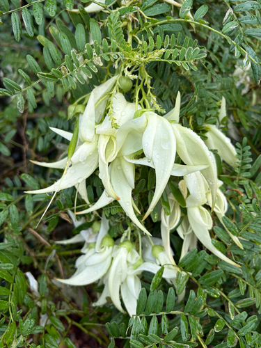 Clianthus puniceus observed 2026-10-11