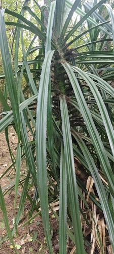 Pandanus observed 2026-10-26