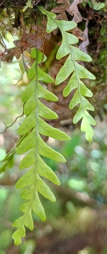 Adenophorus pinnatifidus observed 2026-10-25