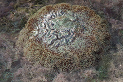 Fimbriaphyllia ancora