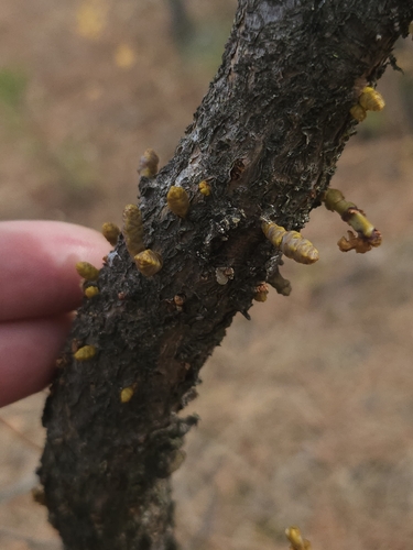 Arceuthobium campylopodum, 2026-10-25