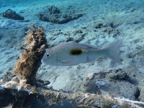Lethrinus observed 2026-10-24