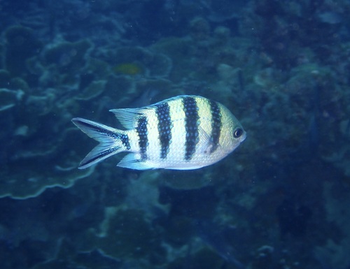 Abudefduf sexfasciatus observed 2026-10-24