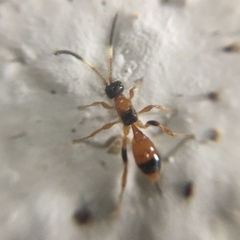 Aptesis nigrocincta
