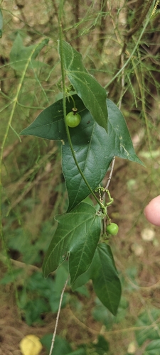 Passiflora suberosa observed 2026-10-26