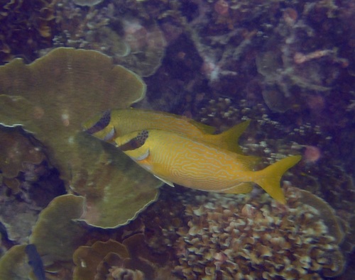 Siganus corallinus observed 2026-10-24