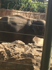 Elephantidae