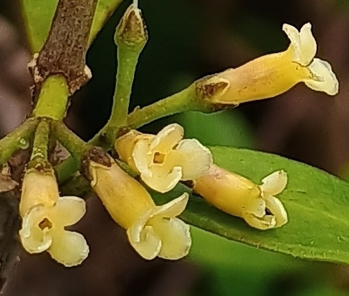 Alyxia stellata observed 2026-10-25