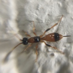 Aptesis nigrocincta