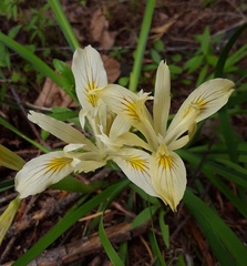 Iris chrysophylla