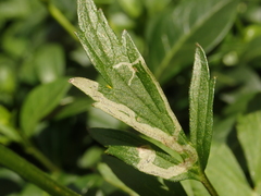 Phytomyza ranunculi