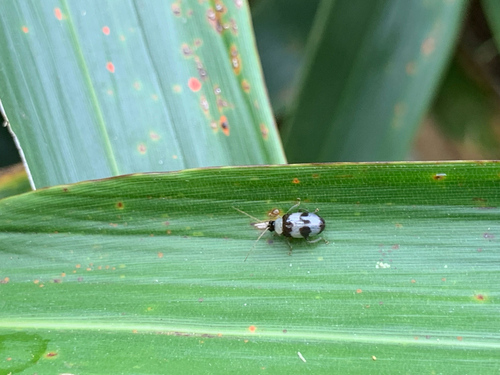 Monolepta observed 2026-10-25