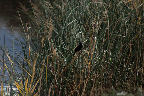 Red-winged Blackbird