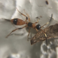 Aptesis nigrocincta