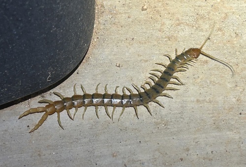 Common Desert Centipede