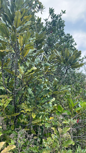 Knightia excelsa observed 2026-10-26