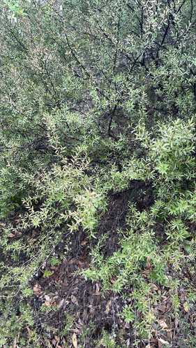 Leptospermum scoparium observed 2026-10-26