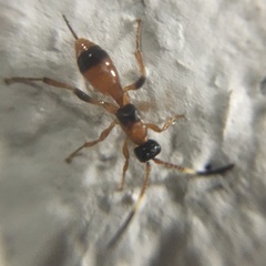 Aptesis nigrocincta