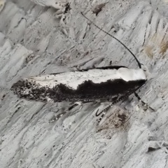 Agnippe prunifoliella