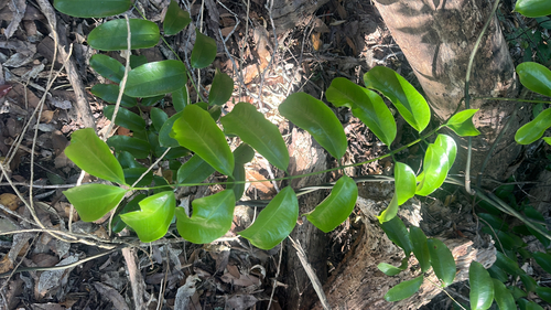 Ripogonum scandens observed 2026-10-24