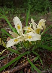 Iris chrysophylla