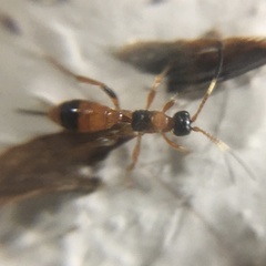 Aptesis nigrocincta