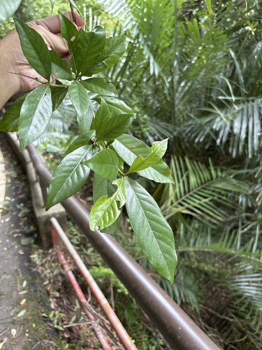 Gardenia jasminoides observed 2026-10-26