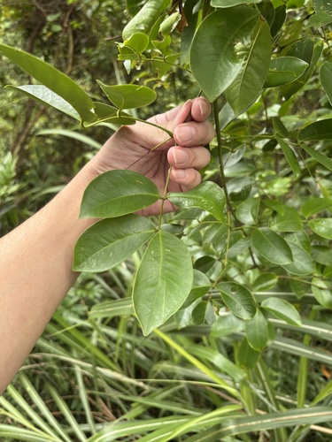 Entada phaseoloides observed 2026-10-26