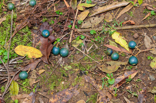Elaeocarpus observed 2026-10-26