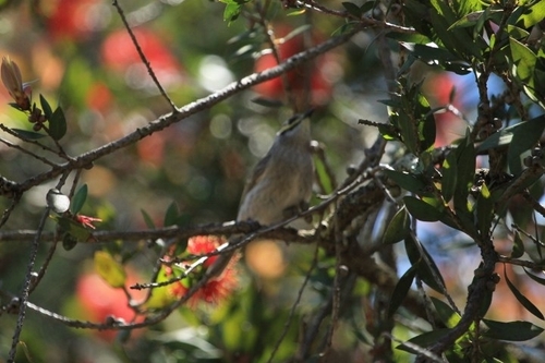 Caligavis chrysops, 2026-10-26