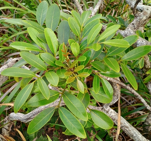 Polyscias oahuensis, 2026-10-25