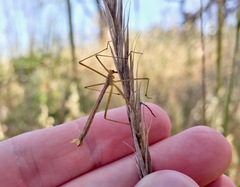 Apterobittacus apterus