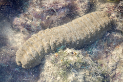 Stichopus herrmanni